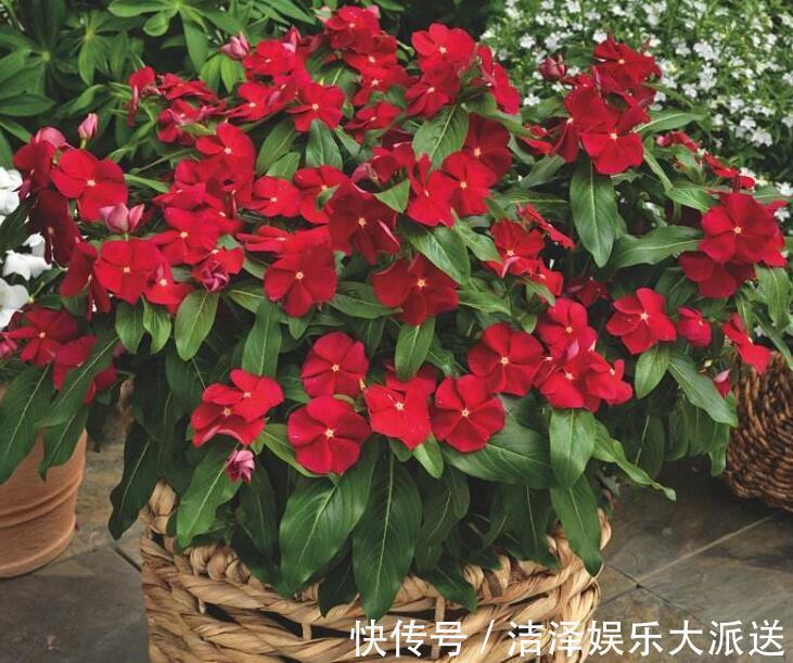 根部|长春花烂根还有救吗教你3个挽救小妙招,让长春花“起死回生”