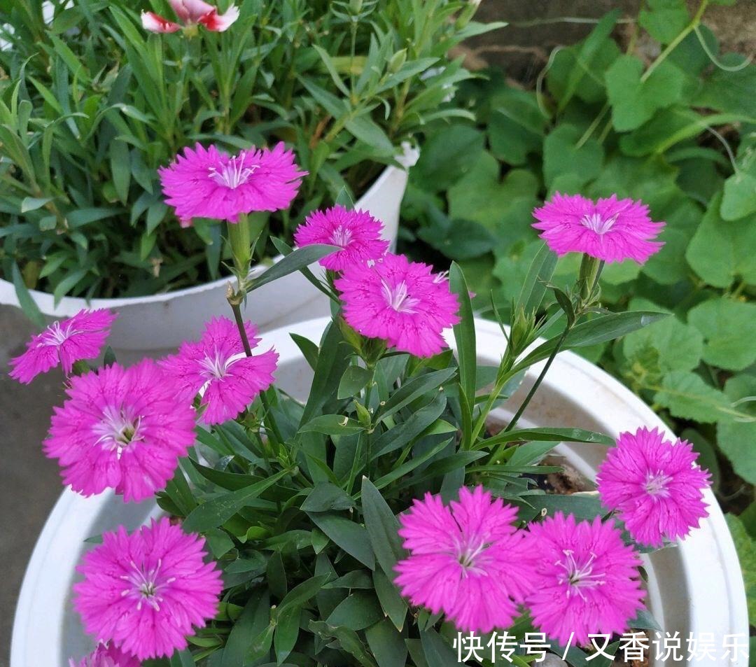  开花|这“4种花”，一年四季开花，非常好养活，非常“爱开花”