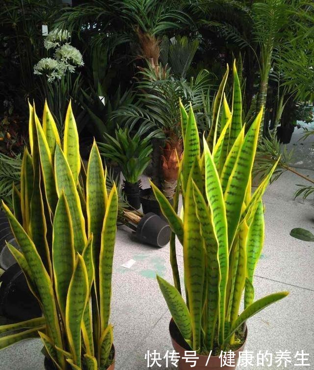 虎皮兰怎么长个教你一招,步骤简单根系猛蹿,样子拔高真好看!