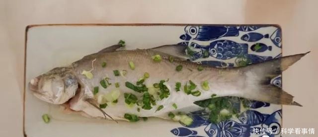 在中国“排名第一”的午鱼,是什么鱼