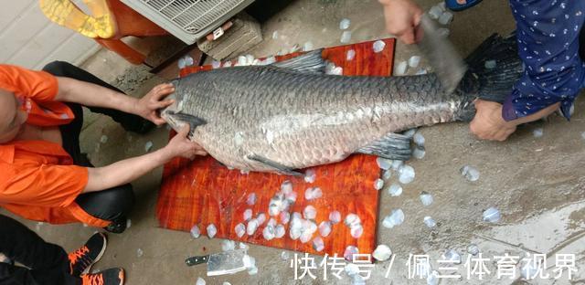 沈阳一水库鱼王被人钓起，有人想花1000买下放生