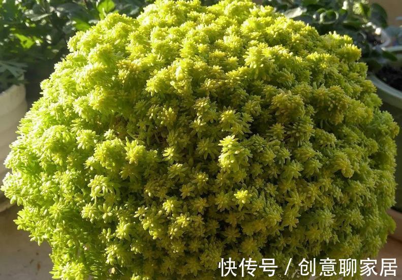 盆栽|多肉植物黄金万年草的基础盆栽要领：一般分为3点