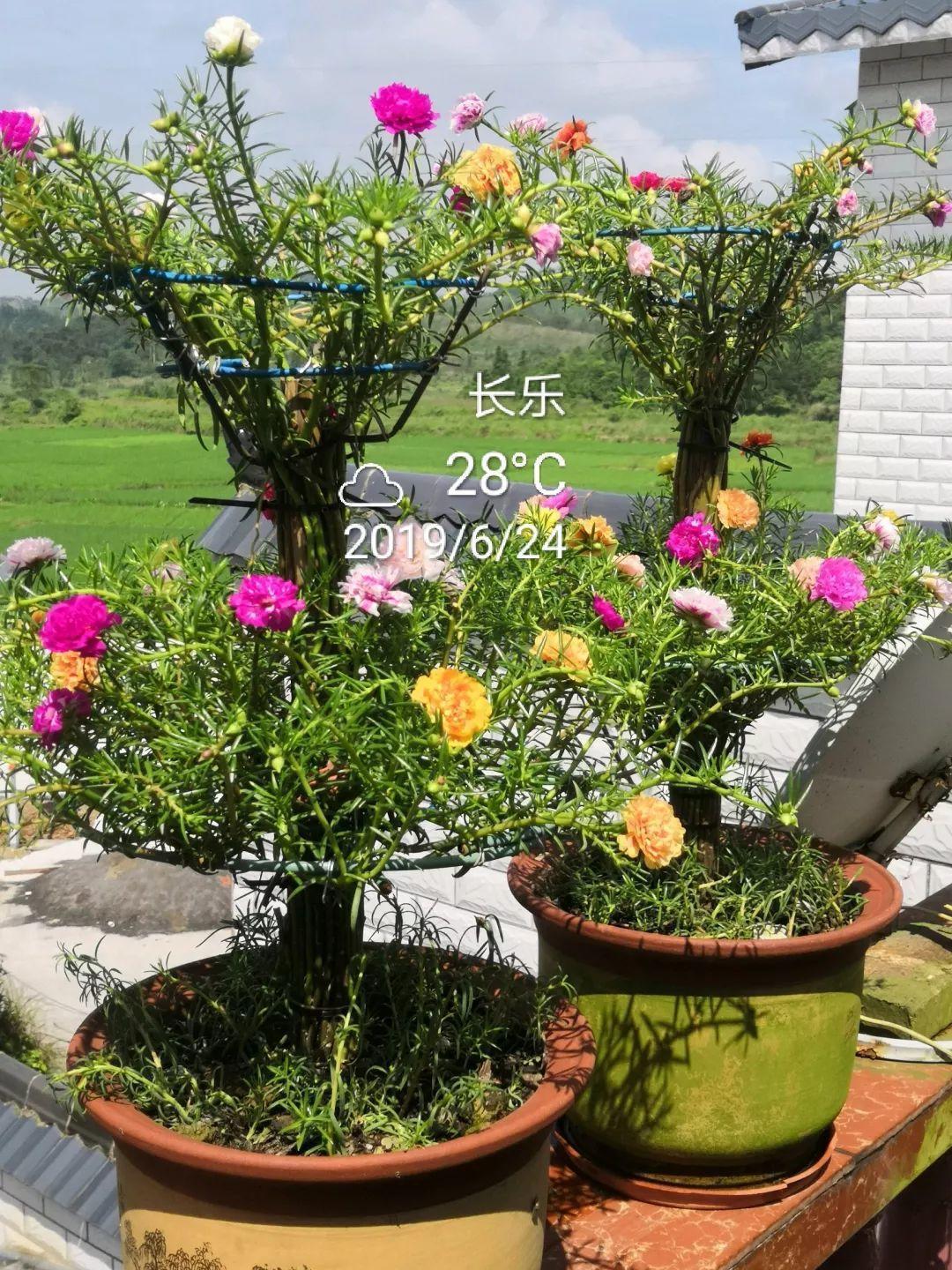 棒棒糖|5块钱一盆的花,养1年变老桩,身价翻了上百倍!