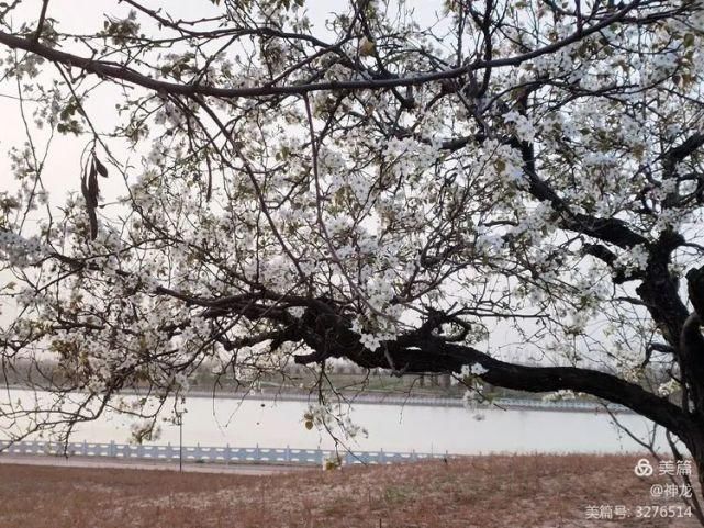 潴龙河畔梨花开