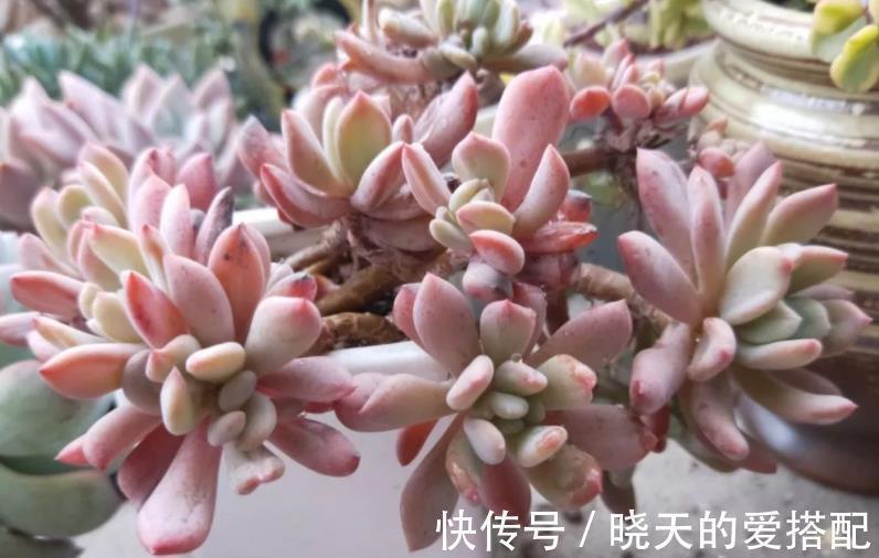 秋丽和丸叶姬秋丽,两种多肉如何选择,看看老花匠怎么说?