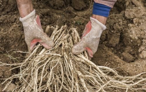 燥湿利水|中医养生：补气中药“26味”，建议收藏