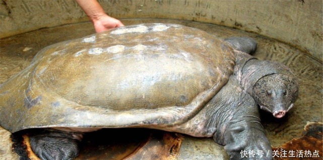 老汉|老汉钓鱼发现一只“乌龟”,背上插着四支箭,箭的主人来历非凡