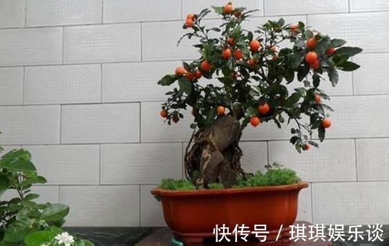 养花不如种这“果”，沾土就活，阳台种一盆，果子挂到来年3月