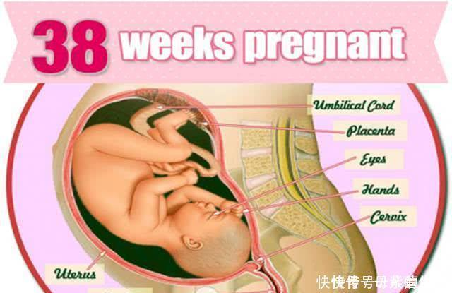 分娩|剖腹产为何要在孕38周而不是40周?别看只差两周,差距不是一点点