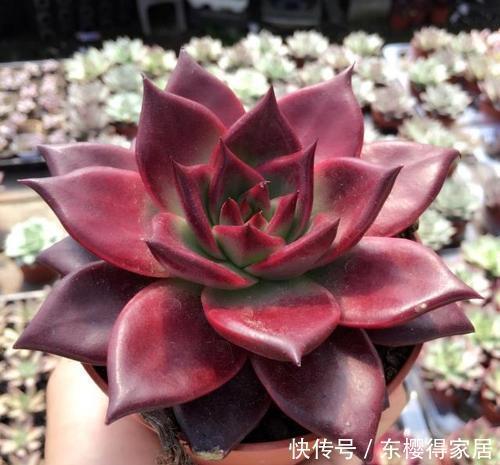 罗宾|新手不喜欢的多肉罗宾,老手都会养一盆,四季皆红安全度夏