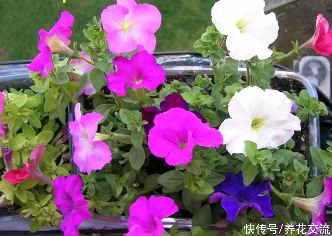 3月份后，很多怕热的植物要谨慎栽种，这几种耐热花卉就很适合种