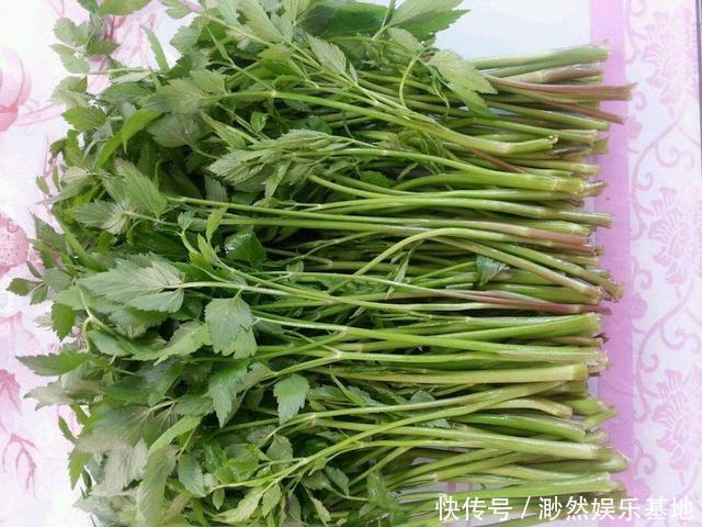 入口|长在水里的芹菜,入口而来的清脆,农村人爱吃的野菜,营养价值高