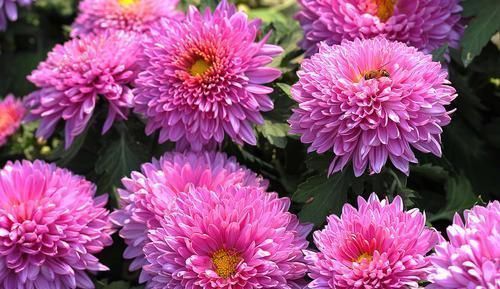 4种漂亮花,寓意好,大户人家都爱养,值得拥有!