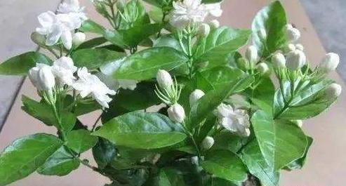 养茉莉“小窍门”,秒变开花机器,四季开花不断,次次开花都爆盆