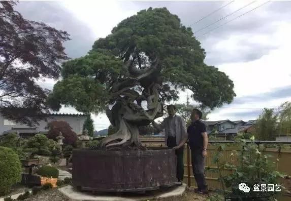 1000年树龄的真柏是怎样变身珍贵的盆景 快资讯