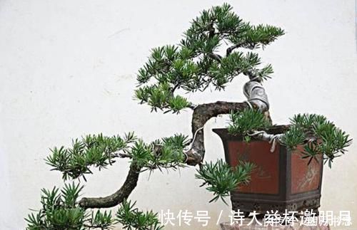 1种“盆景”,有长寿、吉祥的寓意,适合客厅养,比啥花都强