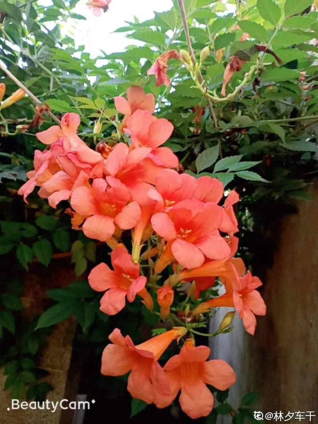 7种花要慎养,房前屋后都爬满,邻居有意见!