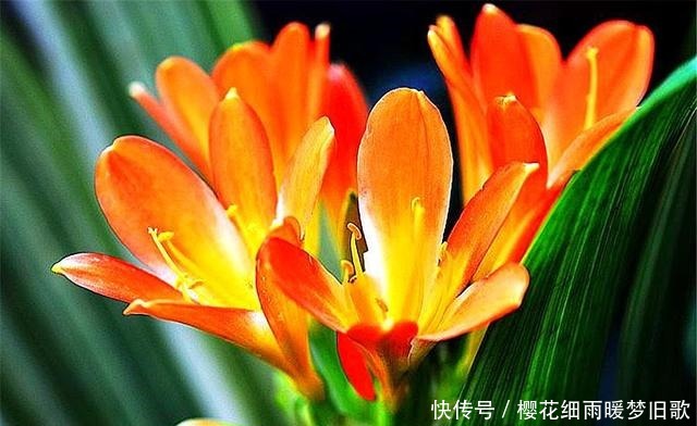 春天养君子兰,做好“2个多”,叶片整齐,肥厚油绿,来年开爆盆