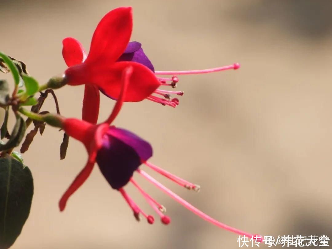 蟹爪兰|立秋后，7种花要“苏醒”，可以放手养了