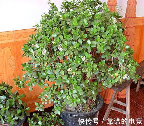 玉树不用施肥，对着枝叶3天喷洒一次尿，1月蹭蹭长成老桩