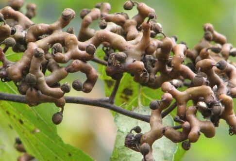 咳嗽|女性不想皱纹爬上脸,不妨多吃此物,小肚子不鼓了,皮肤更显年轻