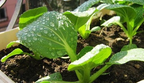 韭菜|非常适合种在花盆里!盆栽几盆,足足吃一年!