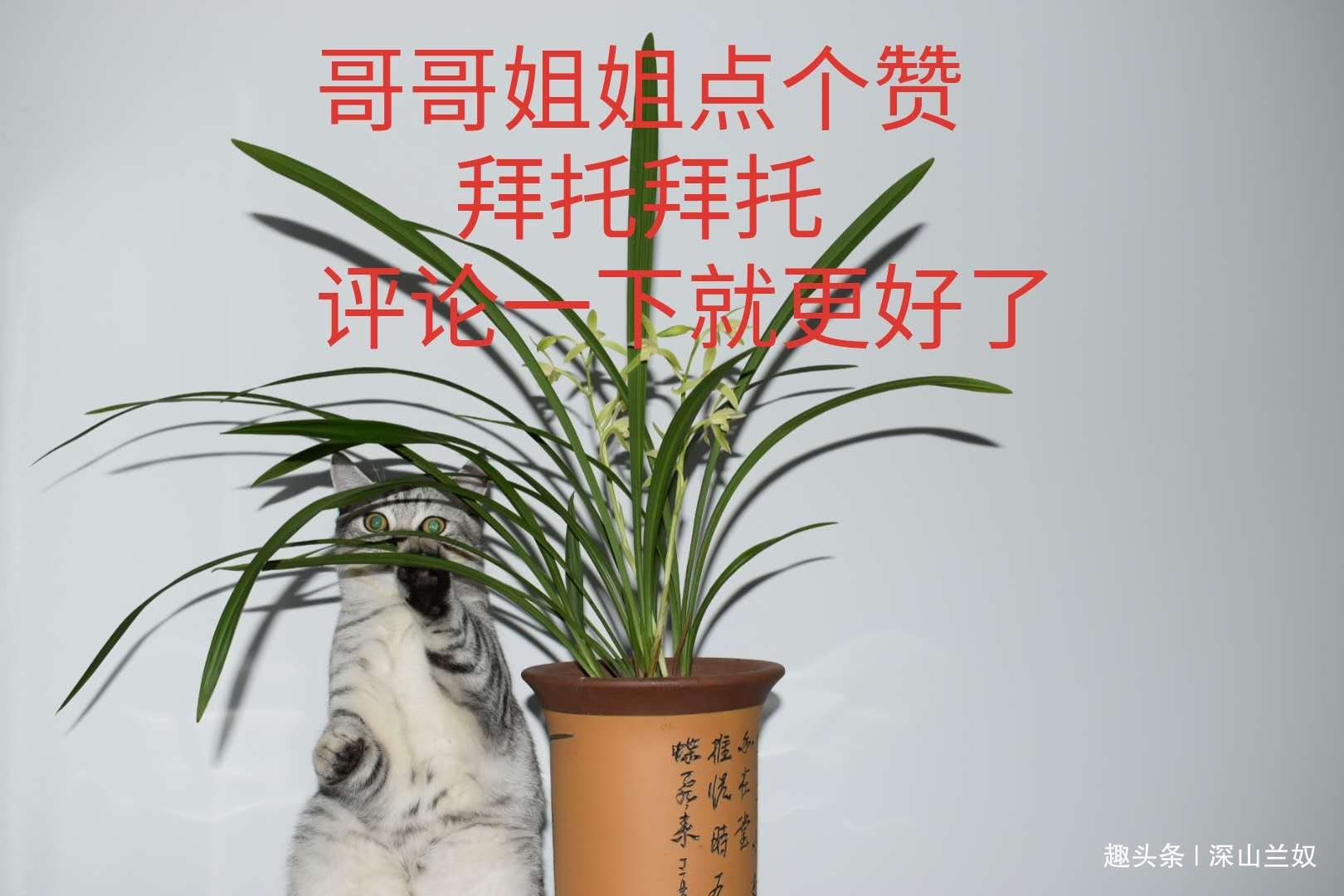 松树皮是养兰花的好东西,不会处理反而会害到兰苗