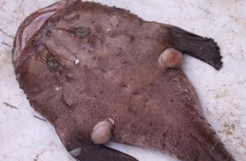 冬天吃鱼,首选这4种鱼,目前无法人工养殖,营养美味,贵点也值