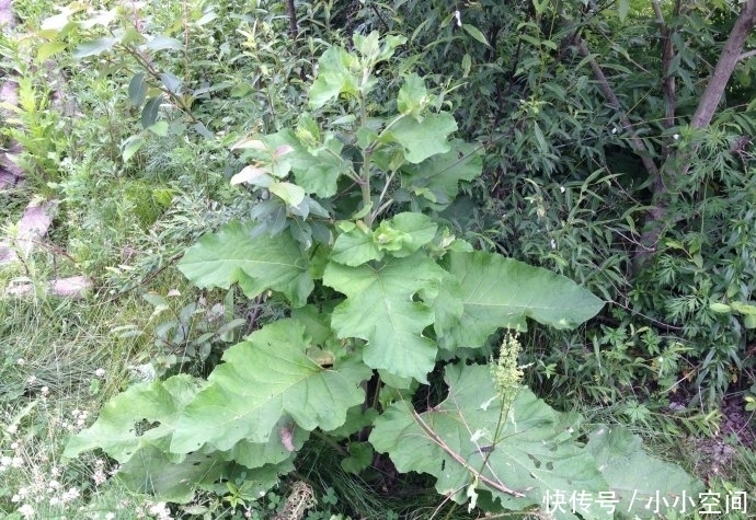 见到|提个醒:见到此野菜,一定要拔回家,好处不请自来,作用非常大