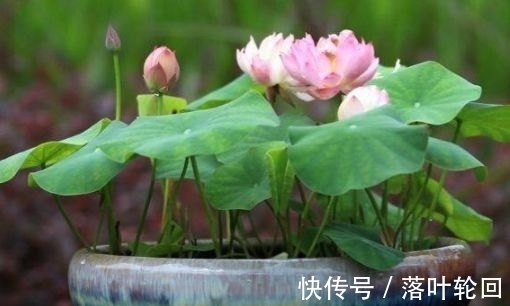 莲花|4种花好养易活开花漂亮，花美色艳，还能散发清香