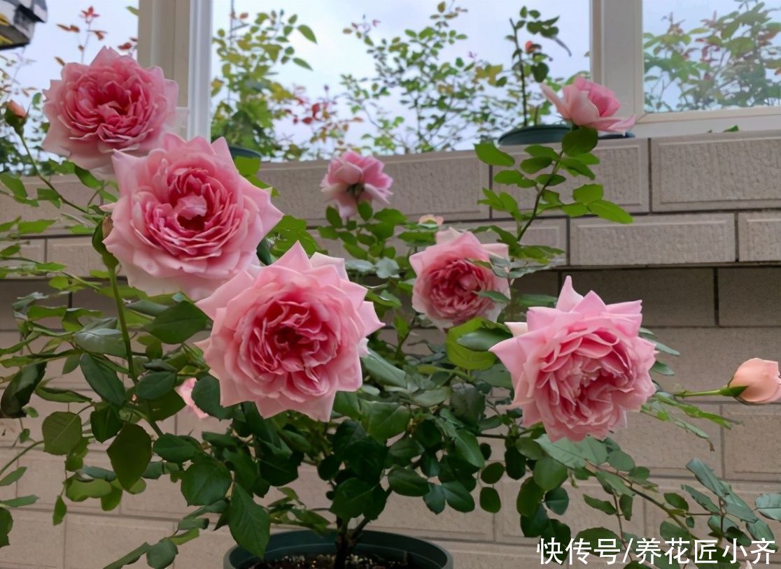 5月养月季指南，把这些“经验”学到，高温之前，还能再开一波