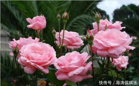 花肥|手把手教你做花肥,掌握关键几点,年年开花不断,比买的好10倍!