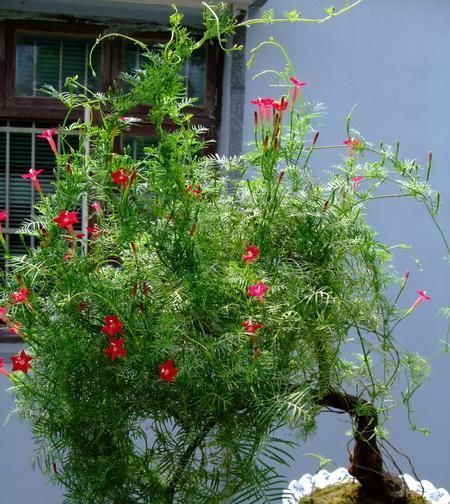 适合养在家里的“懒人植物”,新手、忙人、懒人都能轻松养爆盆