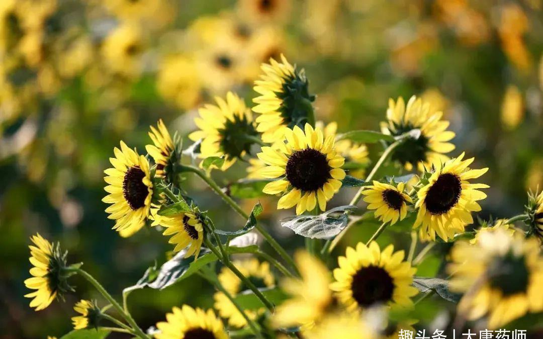 阴两虚|处暑后15天,提升体质黄金期!1个方子,把夏天亏空的气血补回来