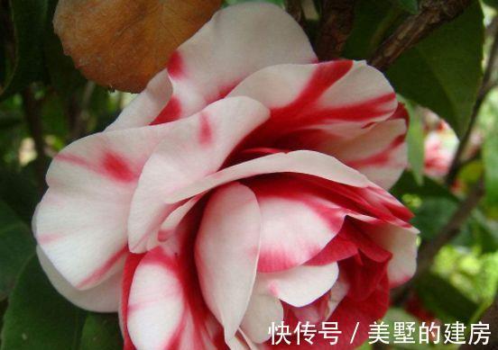 栀子花|农历7月24号起，最适合养这些花，花朵一串串，花苞蹿全枝