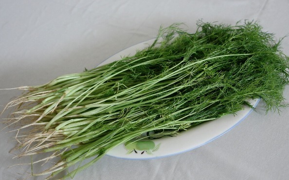 凉拌|65种野菜图片，带你认识不同的野菜和吃法，你想要的野菜这里都有