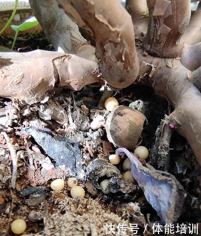 想让多肉紫乐长得快,大胆一点虐着养,一年不到小苗就变中苗!