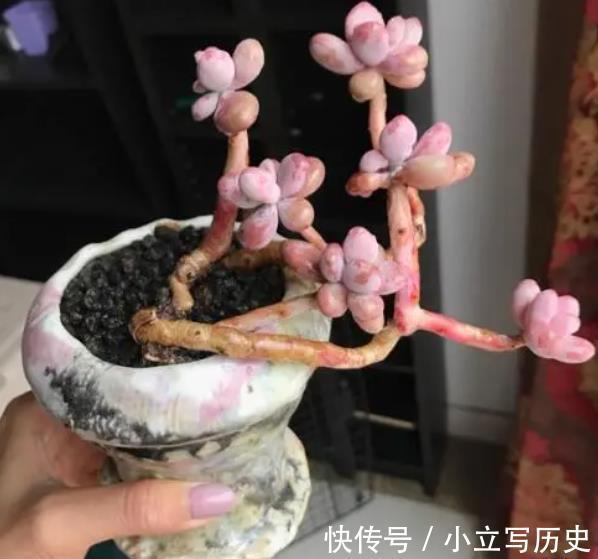 养了3年的多肉桃蛋,现在长成多头悬崖桩,路过的人都夸真美