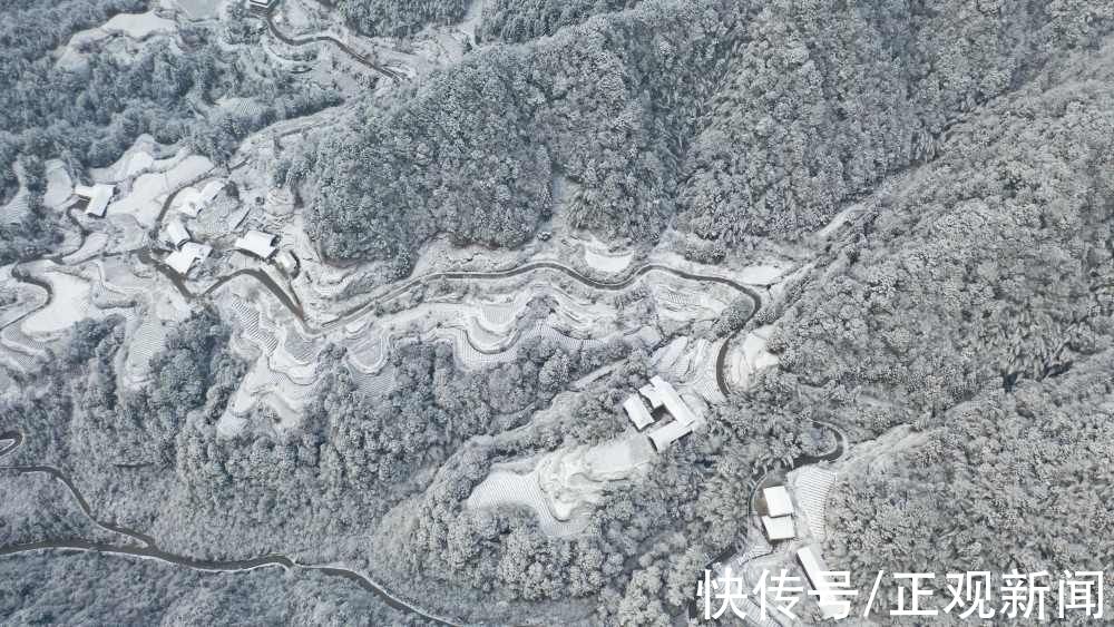 茶园|雪润茶园