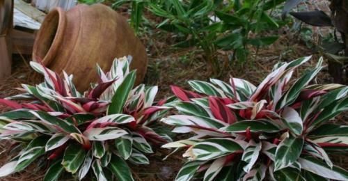 竹芋竹芋|天凉了，室内养上几种花，耐阴又好养，随便养养越长越美！