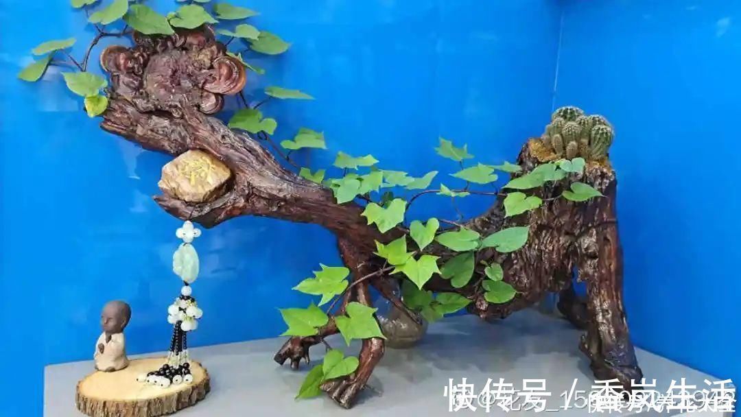 叶子|人参萝卜开花了,我种的花,都是这么奇奇怪怪