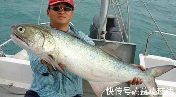 dh被誉为最好吃的海鱼,鱼肉似“千层糕”,我国独有,却少有人知