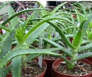 花卉市场“水深”里这四种花别买，买一盆死一盆，根本养不活！