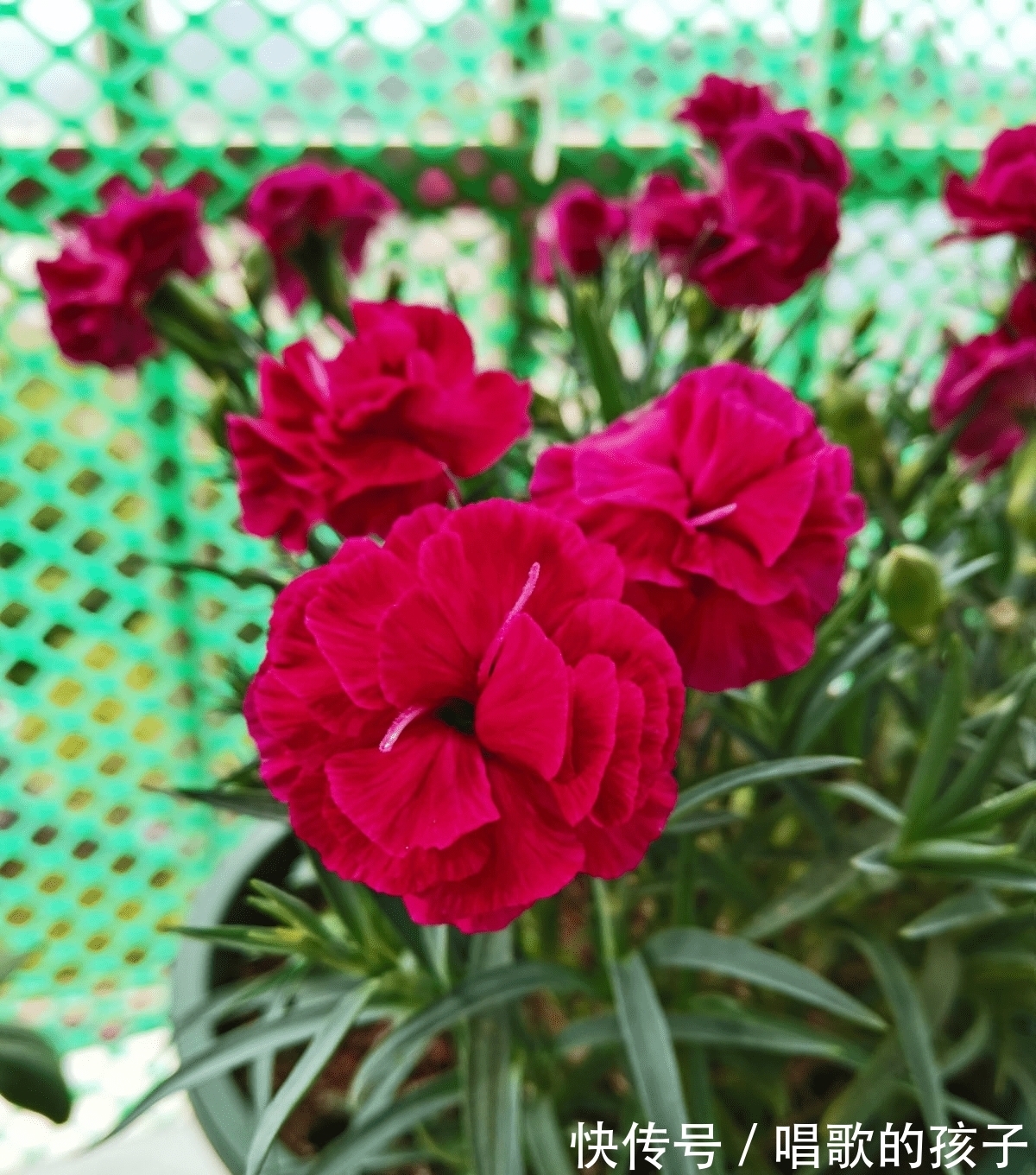 凤仙花|7种花都是一年生植物，开完一次就赶紧扔掉，不然只能浪费时间