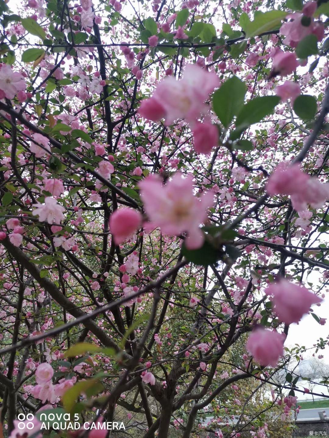 到江南第一松赏花