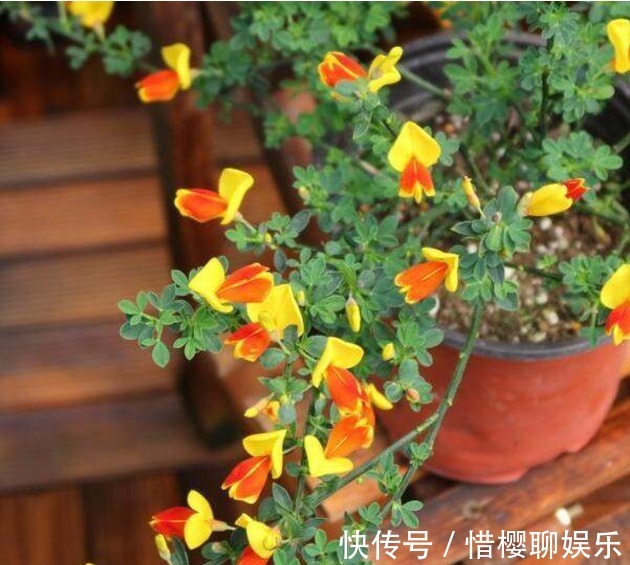 植物|两种较为少见的植物花卉，夏季的宠儿，家中养些，花开爆满阳台！