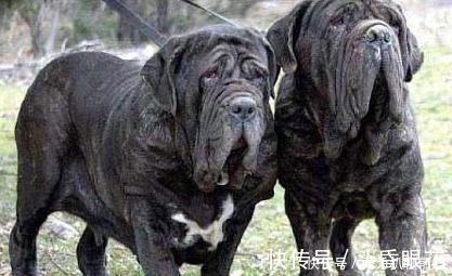 世界前五凶犬 藏獒排不上号 排名第一的连主人都咬 快资讯