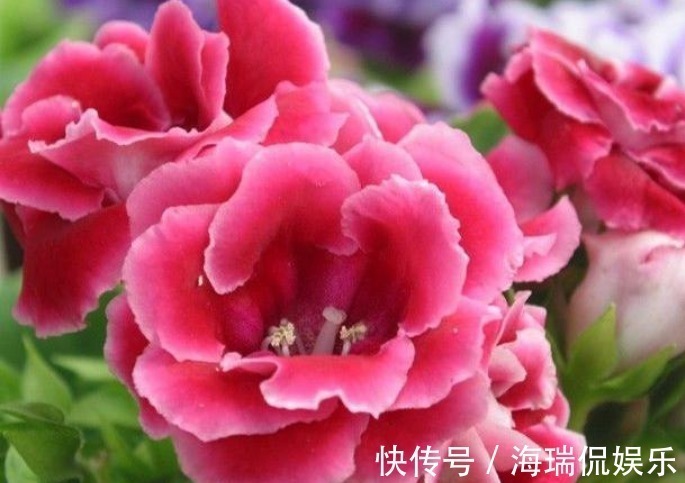 3种花,不仅名字超好听,花更漂亮,花一开美翻天,你养了吗