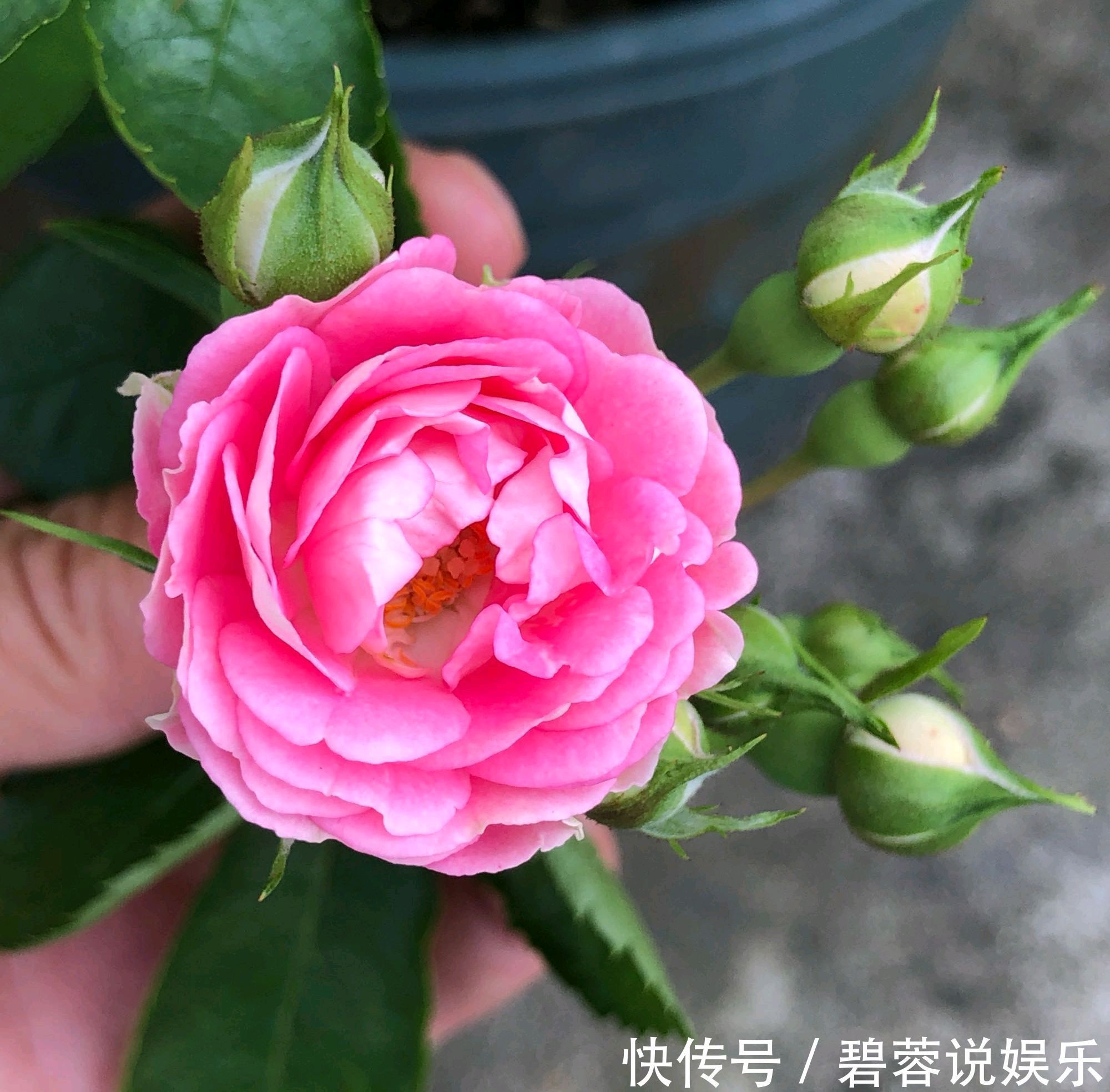 月季胭脂扣开花美似蔷薇，做到5点，开花爆盆成瀑布，眼馋得很