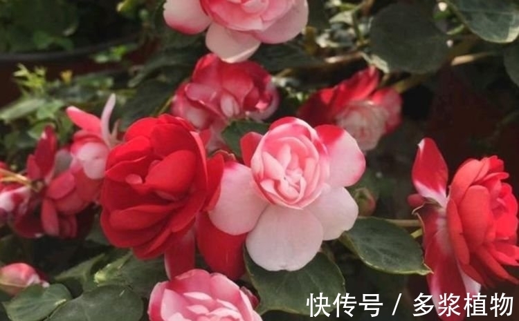 指甲|“4种花”爱开花,阳台养几盆,直接开成百花园,枝繁叶茂,美